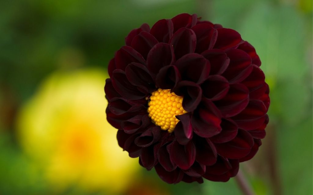 Black flower varieties - Black Dahlia