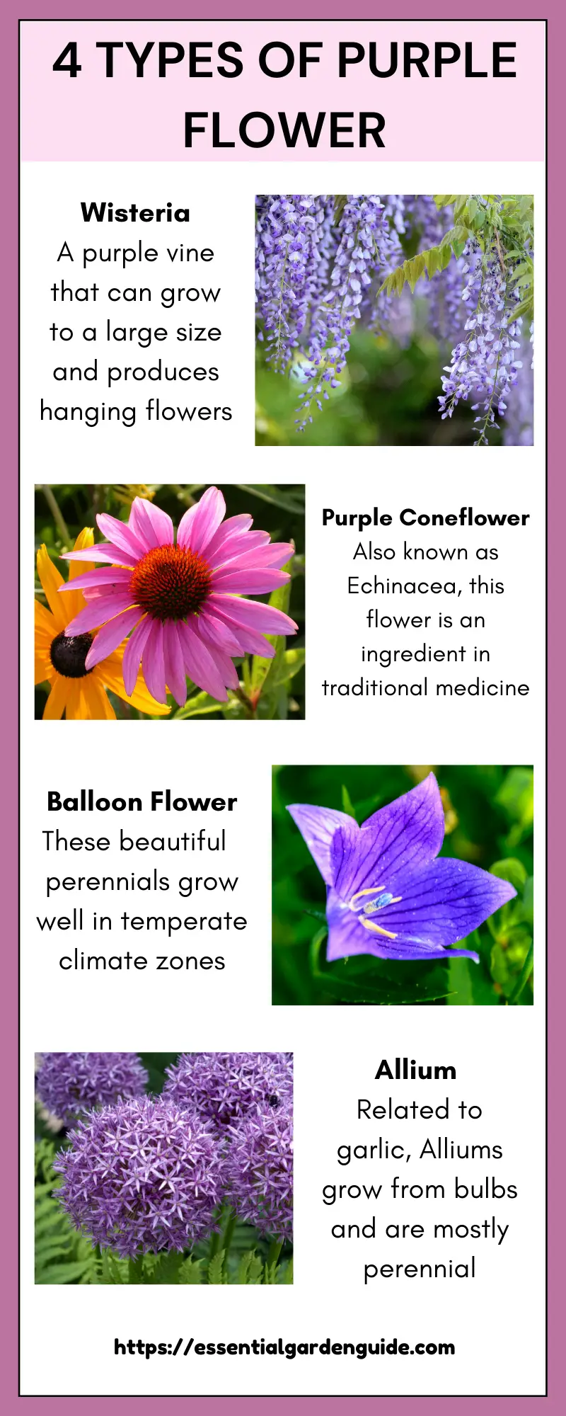 Infographic: 4 Types of Purple Flower.