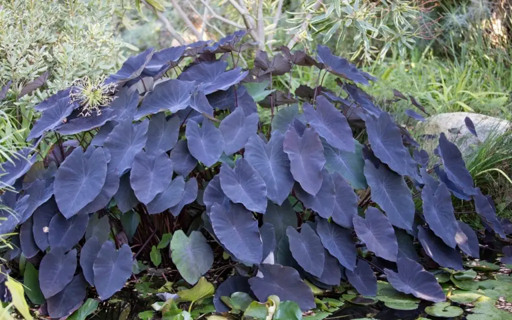 Varieties of black plants - Colocasia