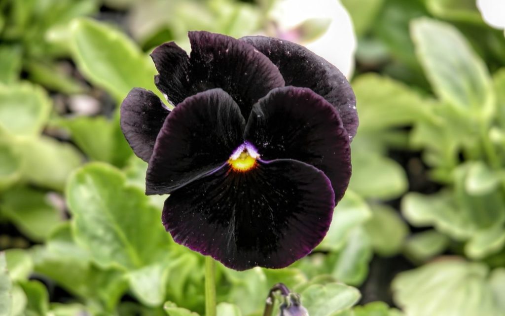 Black flower cultivars - Black Pansy