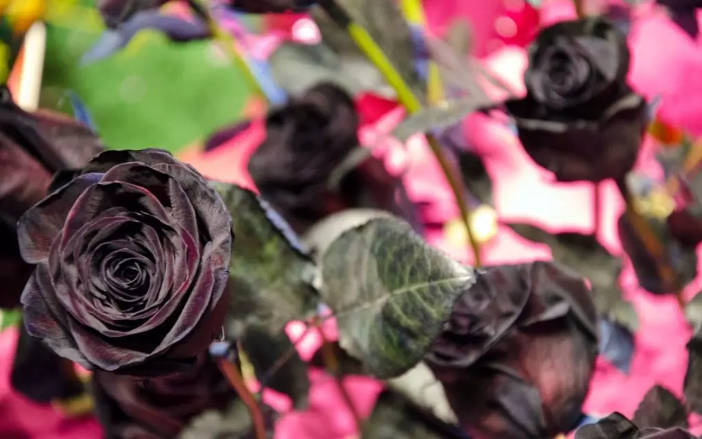 Black flowers - Black Roses