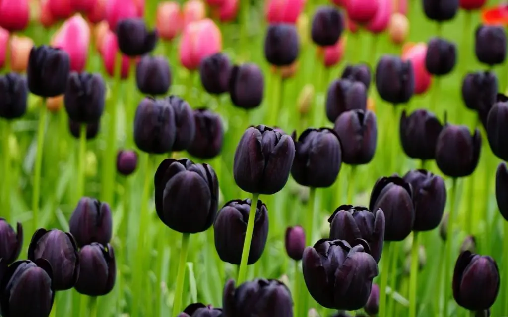 Types of Black Plants - Black Tulips