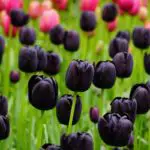 10 Types of Black Plants