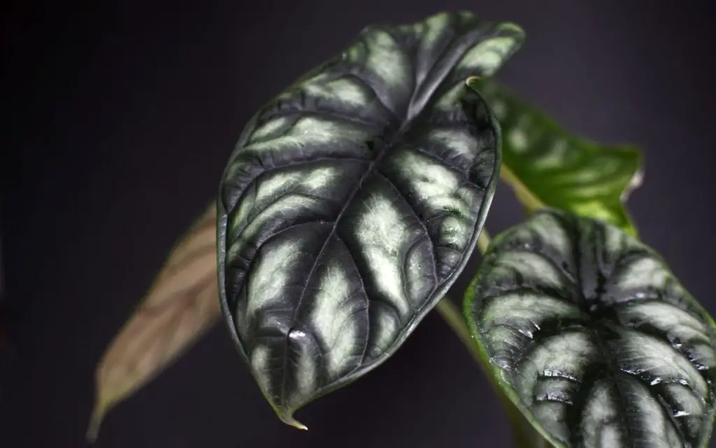 Plants with Black Leaves - Black Velvet Alocasia