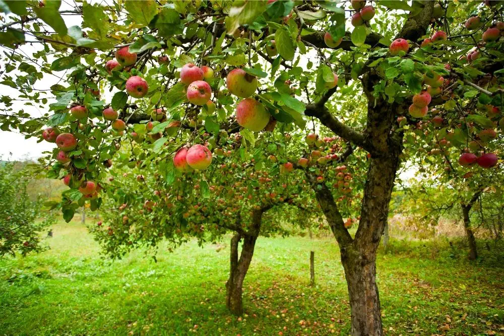 Plants that begin with A - Apple Tree