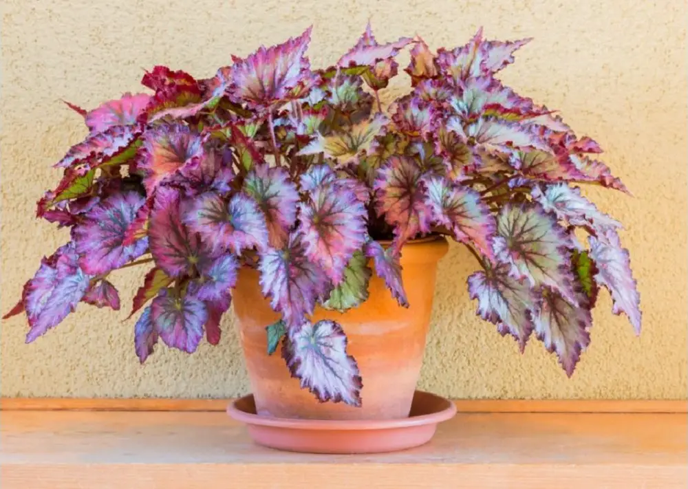 Trees and plants beginning with B - Begonia