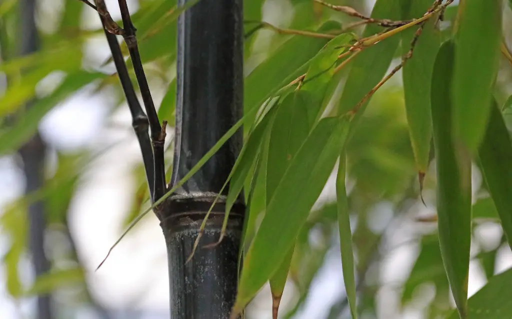 Types of Japanese Plants - Black Bamboo
