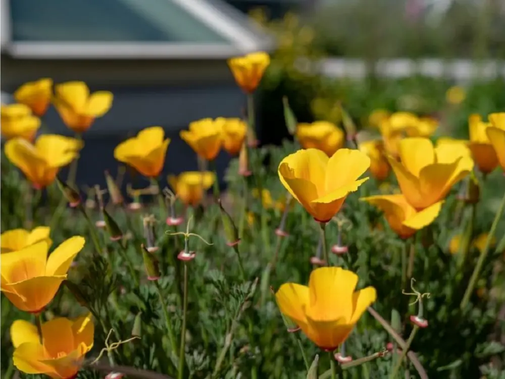 California Poppy (Golden Poppy) - flowers starting with letter C