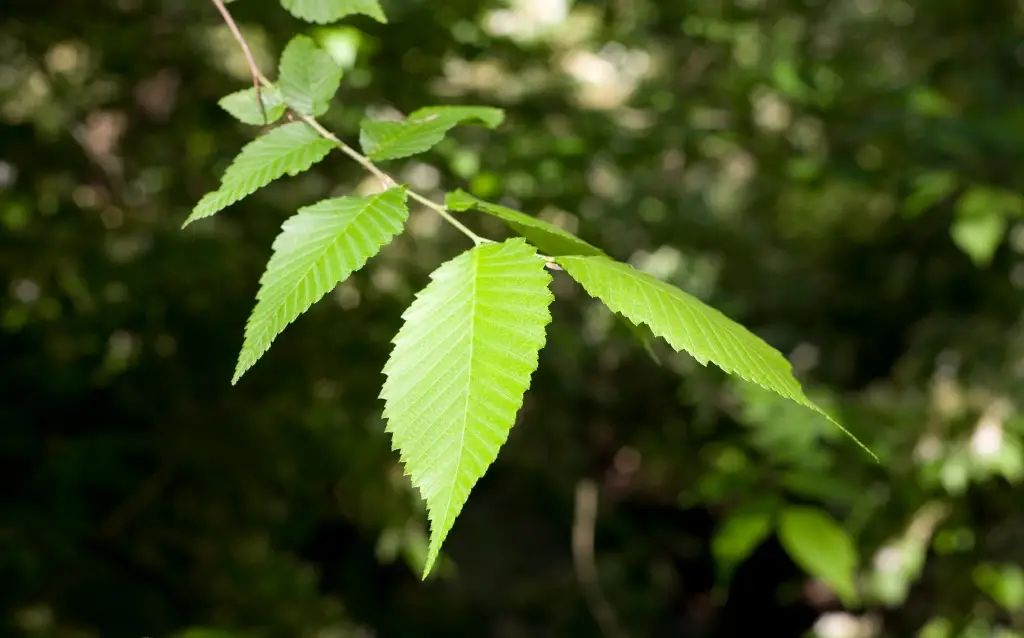 Types of Japanese plants - Chinese Elm (Ulmus parvifolia)