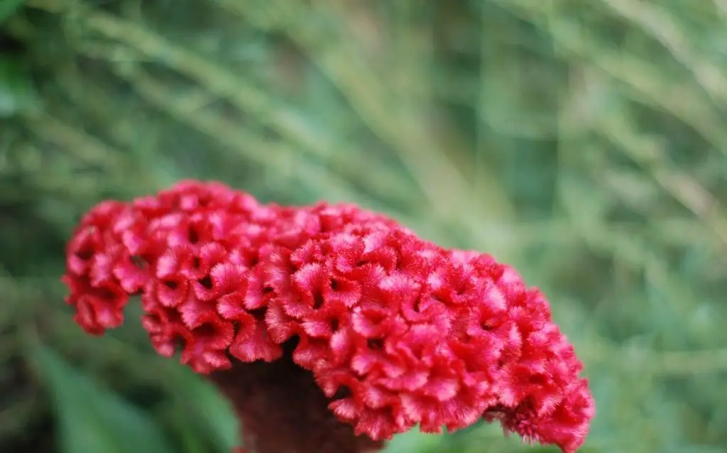 Orange cockscomb flower