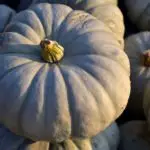 9 Types of Pumpkin Plant