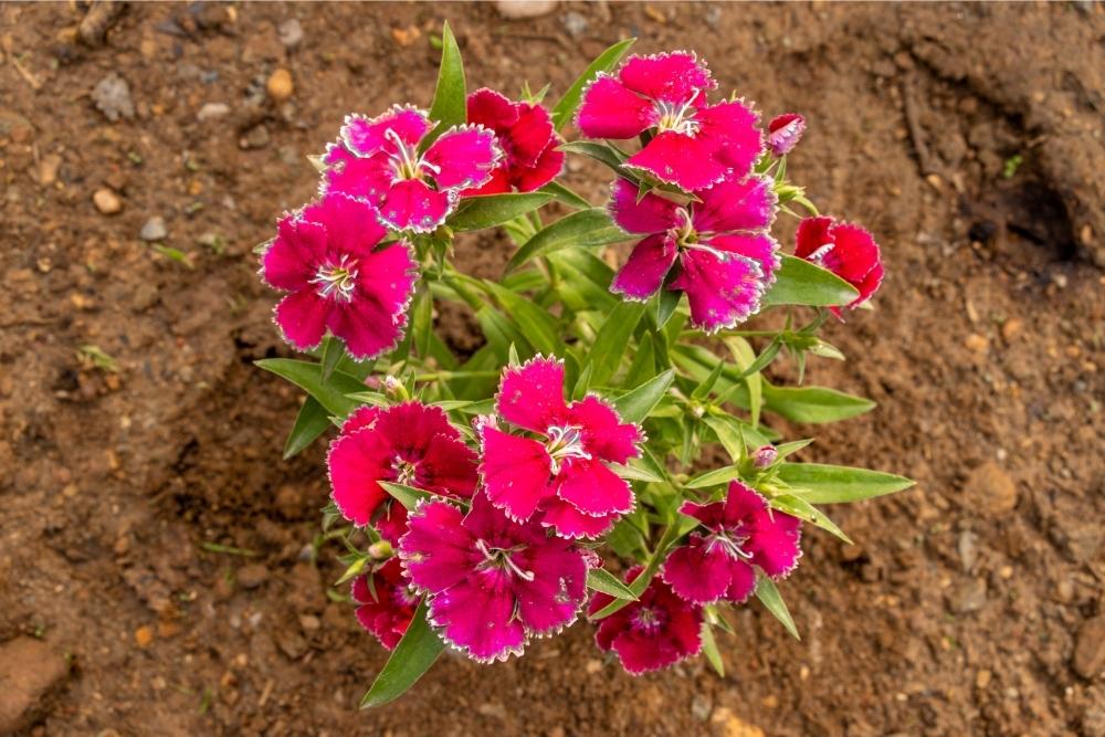 Dianthus pink flowers
