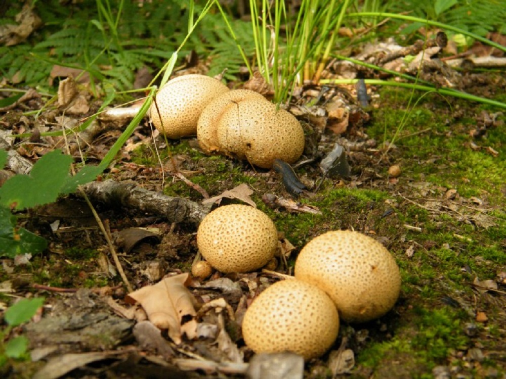 Earthball - a fungus that starts with letter E