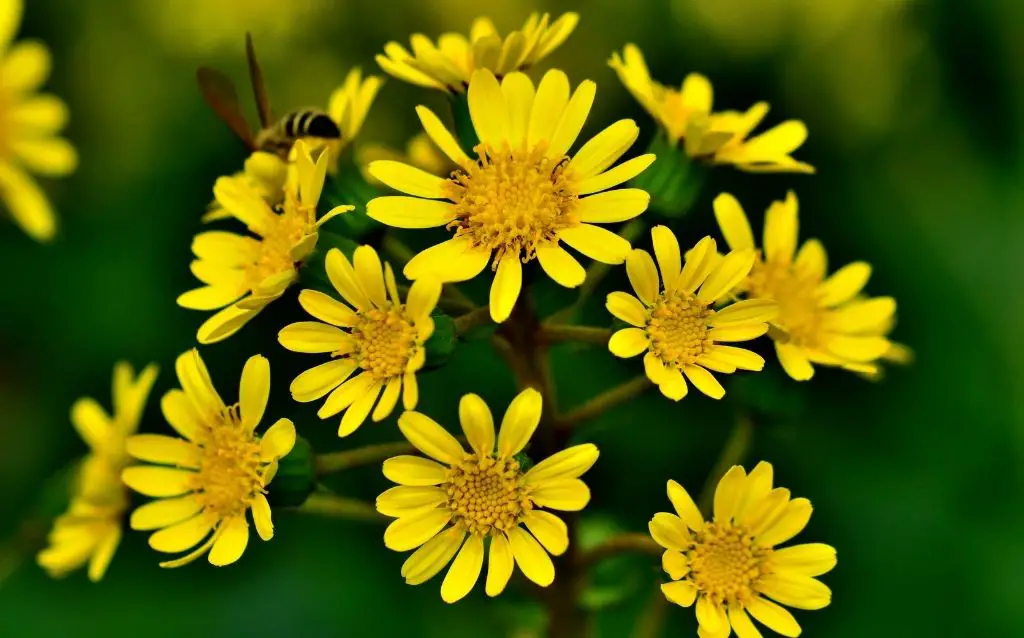 Farfugium Japonicum - plants that start with the letter F