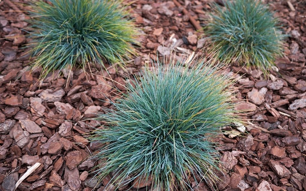 What grass starts with F? Festuca Glauca