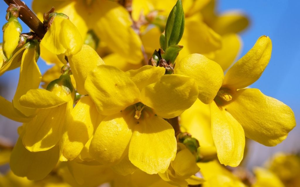 Yellow flowers of the Forsythia plant