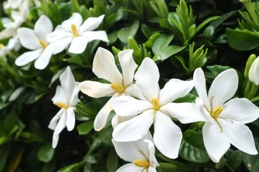 Gardenia is a shrub that starts with the letter G