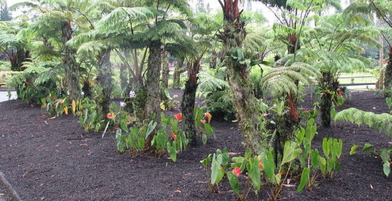 Hawaiian Tree Fern - a tree that starts with the letter H