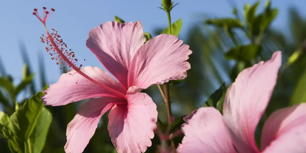 Do hibiscus come back every year?
