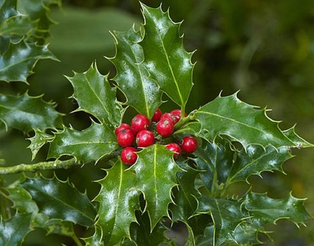 Holly - Christmas plant starting with letter H