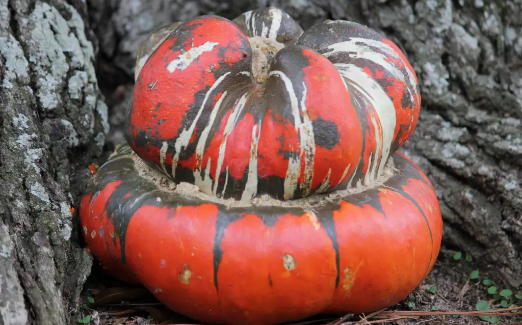How to know when to pick Turkish Turban Pumpkins?