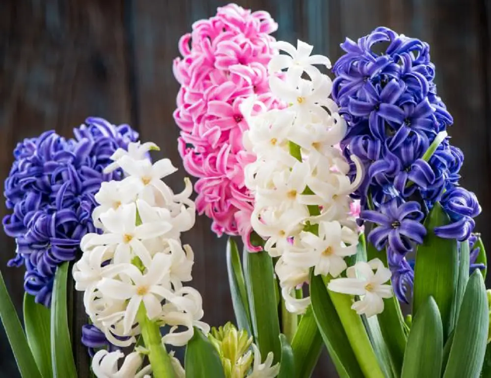 Hyacinth indoors and outdoors