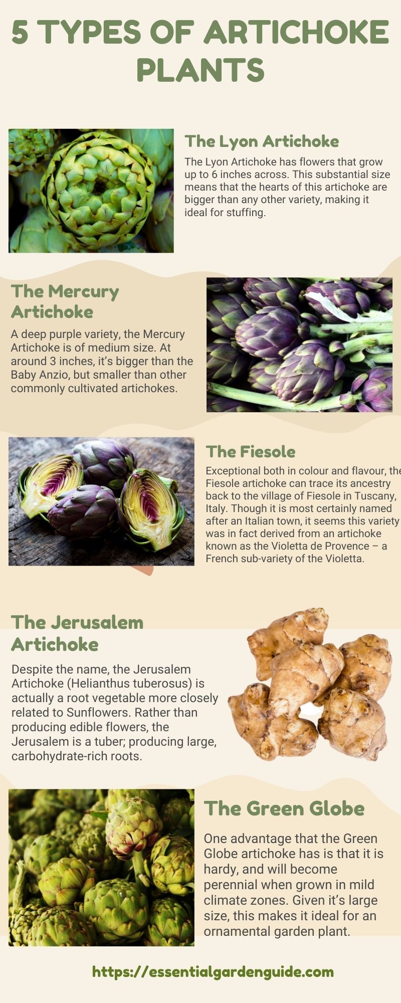 Infographic 5 Types of artichoke plants