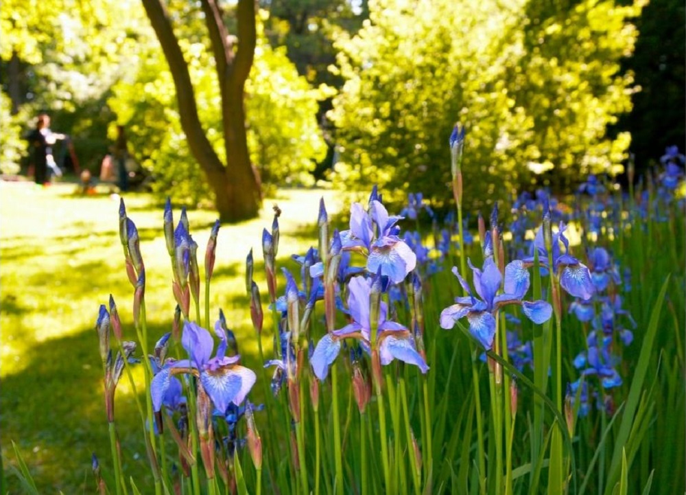 Iris Flowers (Iris) - what to do with Irises after they bloom