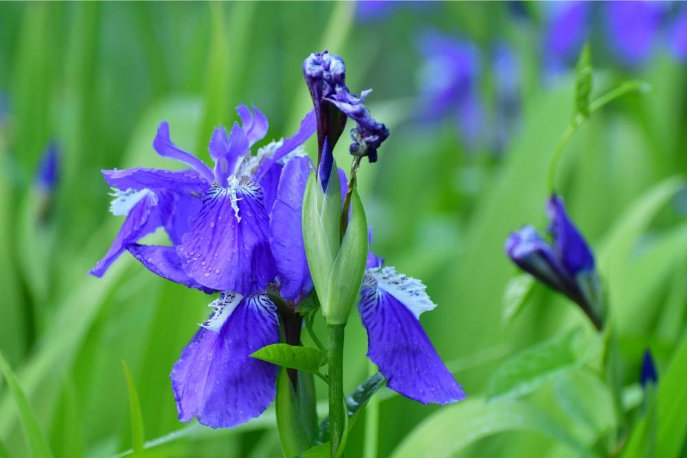 Japanese Iris 