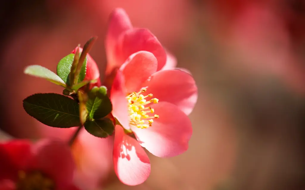 Japanese Garden Plant Types - Japanese Quince