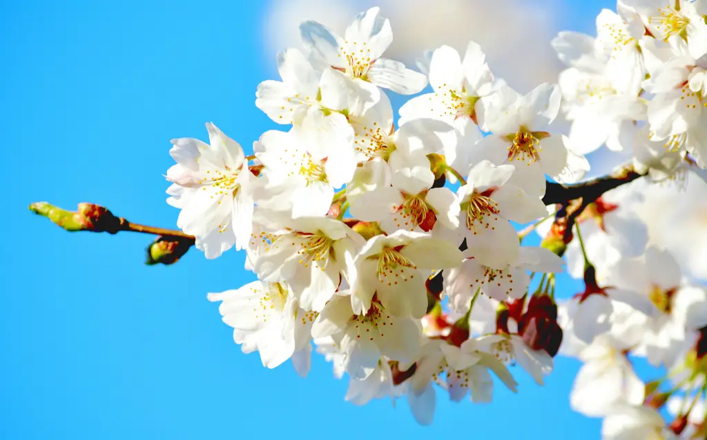 The cherry blossom is the most popular plant in Japan