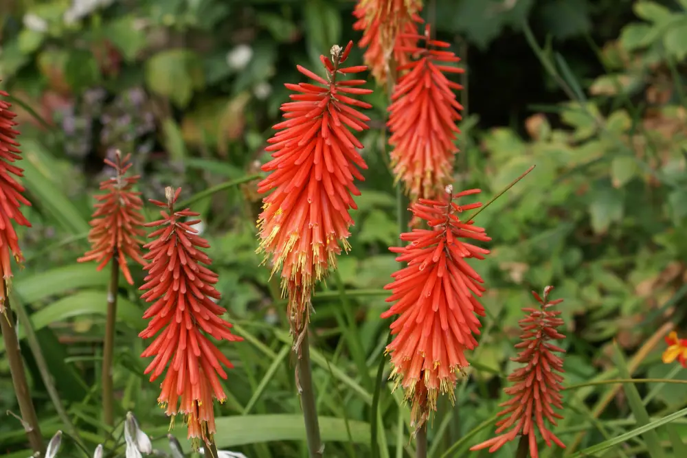 Kniphofia, a type of South African plant