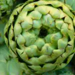 9 Types of Artichoke Plants