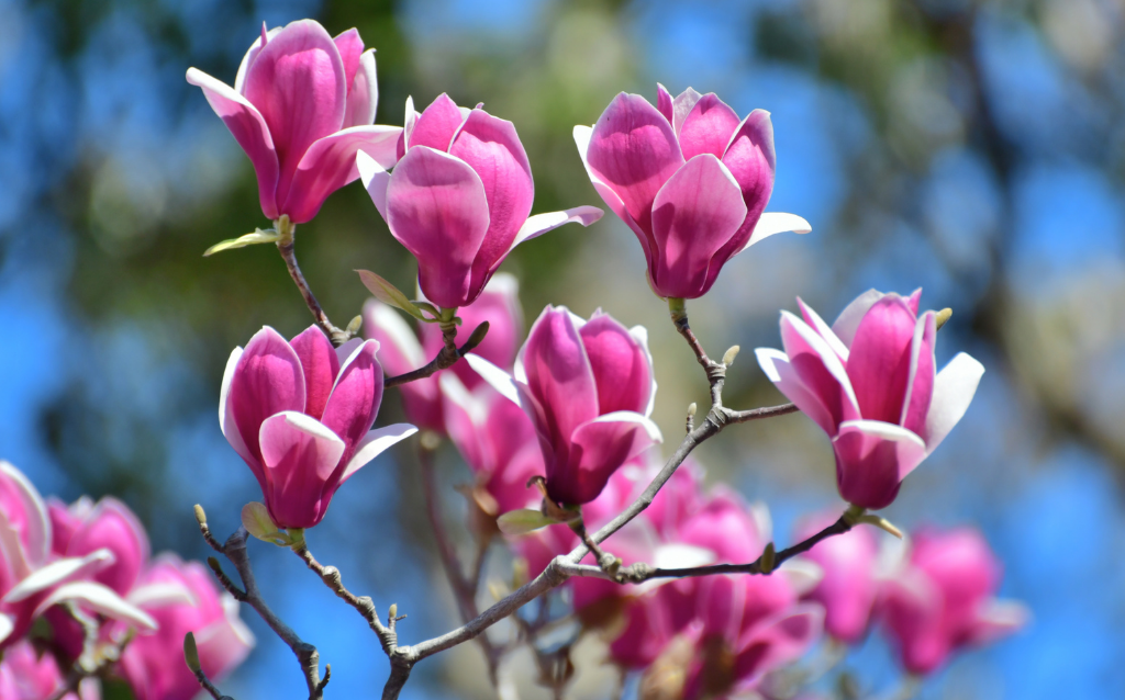 Magnolias with large white or pink flowers