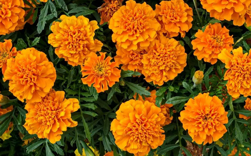 Marigold flower, orange variety