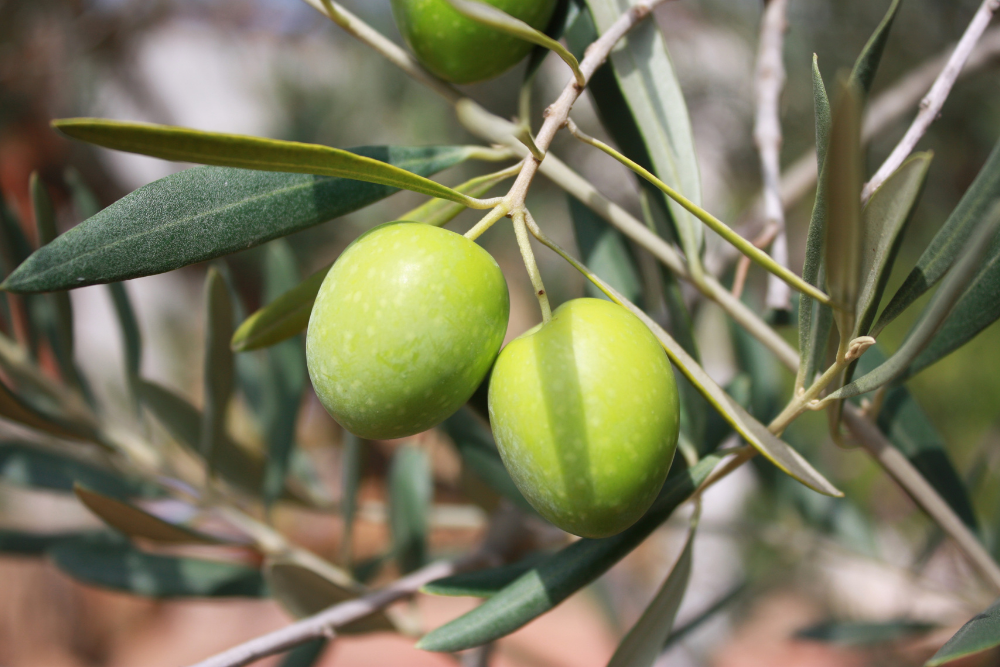 Olive tree - Scientific name: Olea europaea 