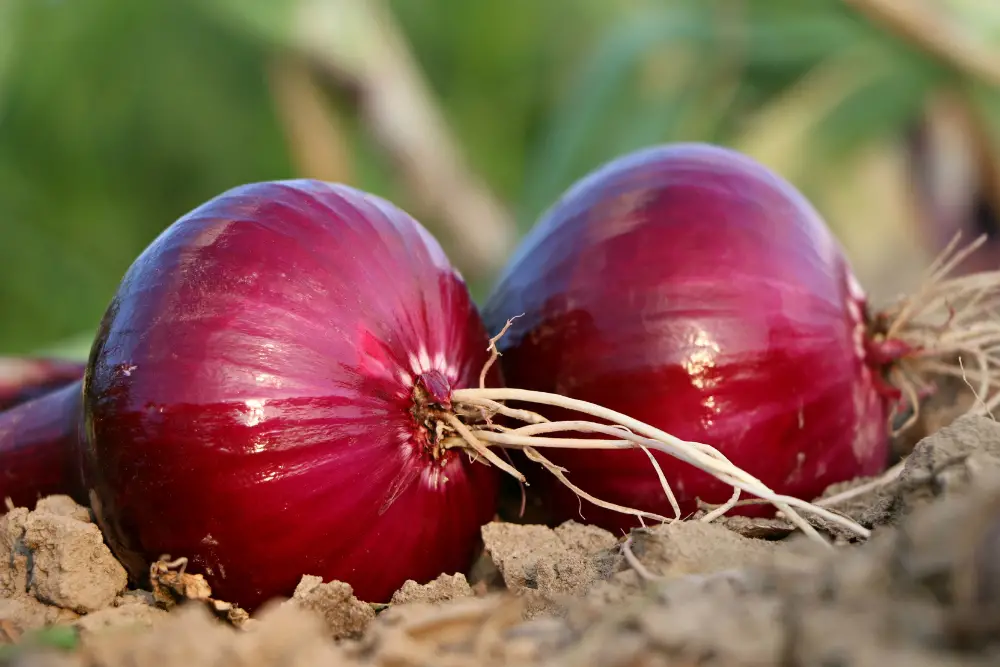 Onion family - onion benefits