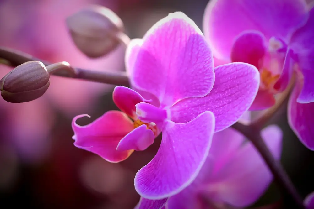 Are Orchid flowers edible?