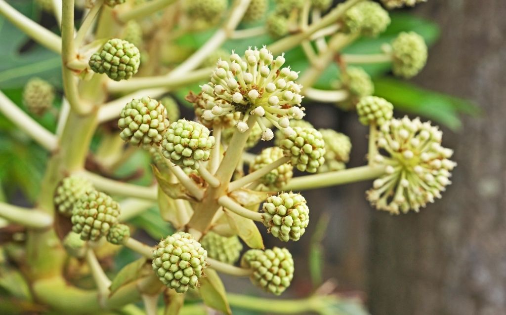 Fatsia Japonica has attractive lobes and starts with F