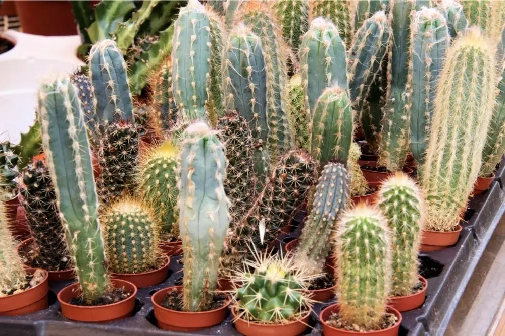 Plants That Start With ‘C' - the Cactus