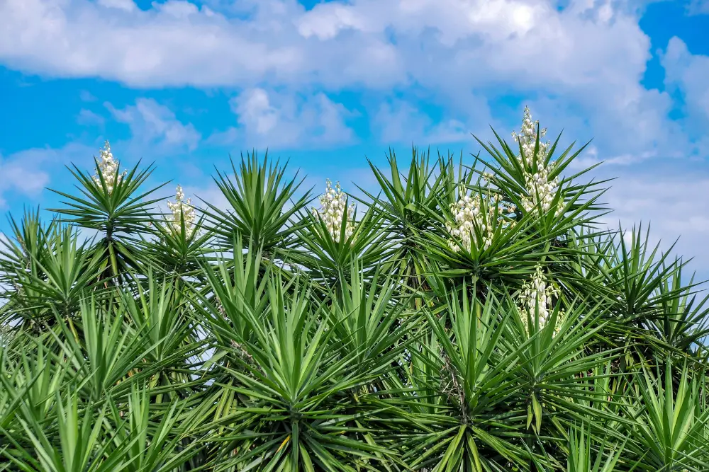 Yucca - a very common household plant starting with Y