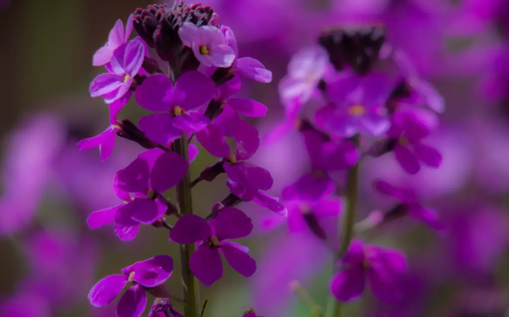 Purple wallflower flower