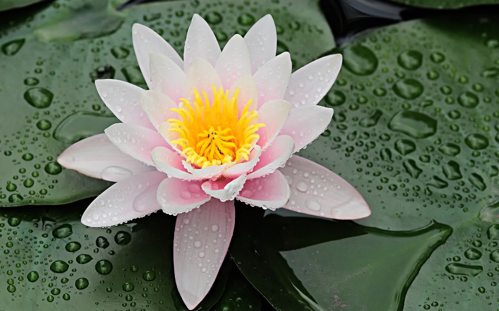 Plants beginning with W - 6. Water lily