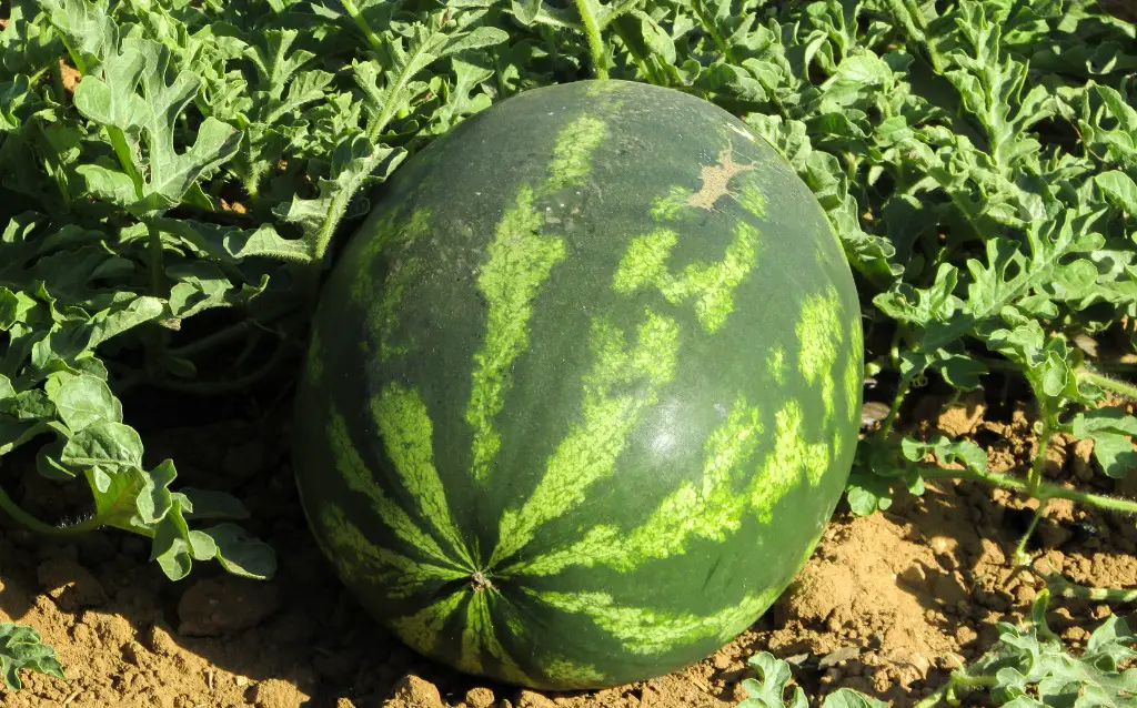 Trailing plants with letter W - 7. Water Melon