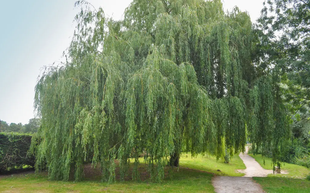 Trees that start with letter W - 8. Willow