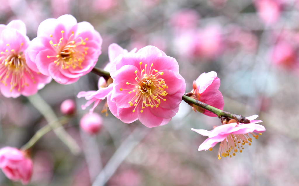 Well known Chinese Plants - Plum Blossom