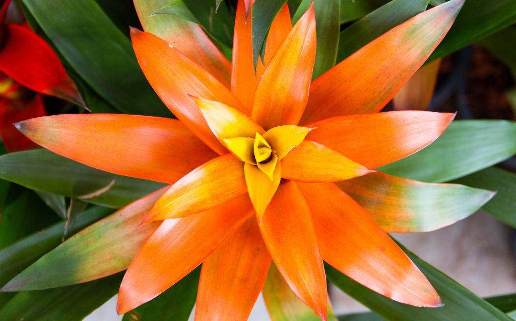 Bromeliad is a popular plant from China