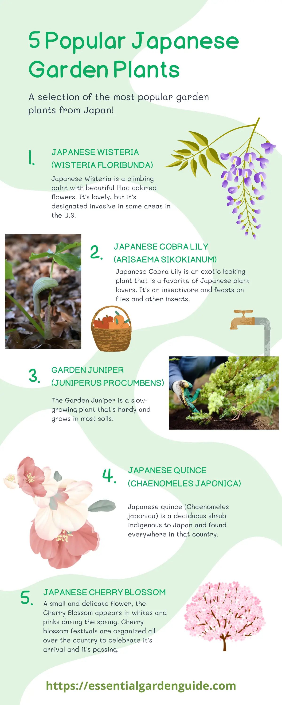 Inforgraphic of popular Japanese garden plants