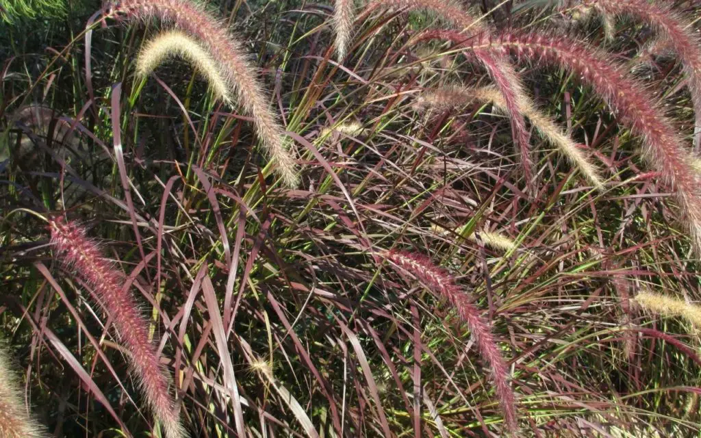 Purple plant varieties - Purple Fountain Grass