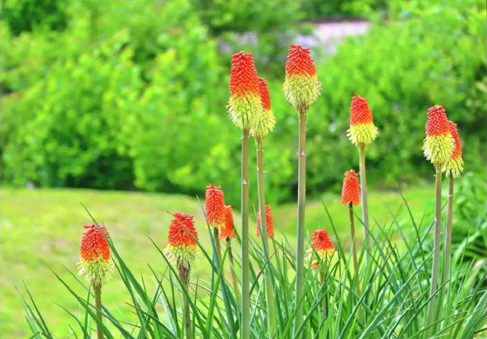 Red Hot Poker plant in pots